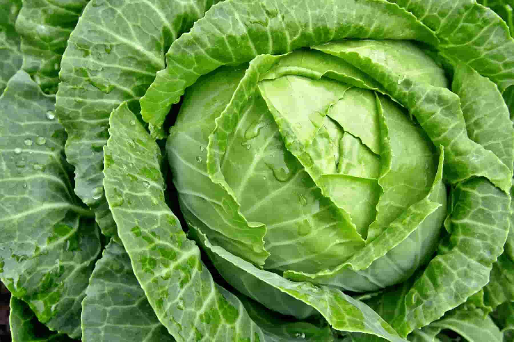 خرید و قیمت کلم پیچ + فروش عمده